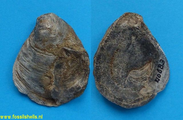 Acutostrea idriaensis