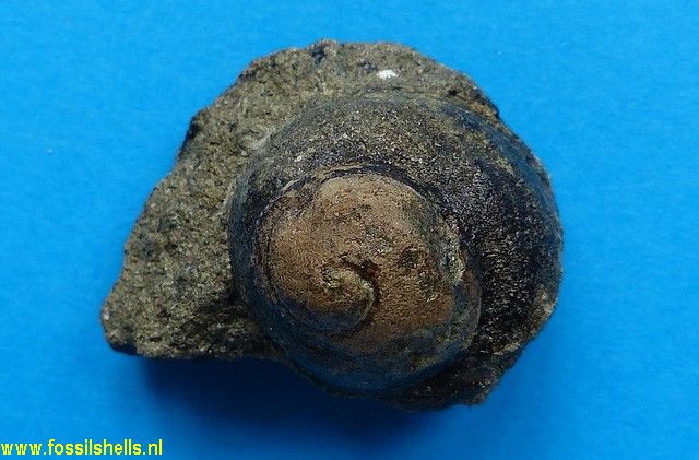 Calyptraea diegoana