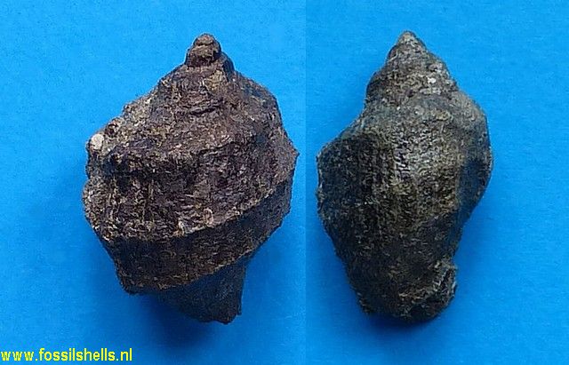 Ficopsis cowlitzensis
