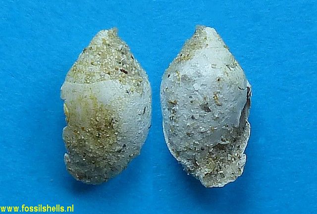 Pythiopsis cimex