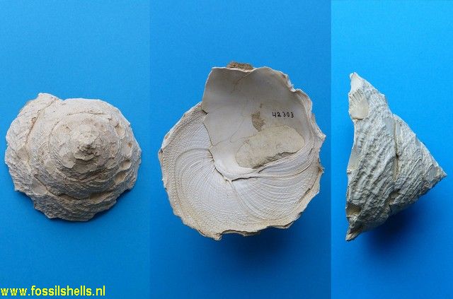 Xenophora deshayesi
