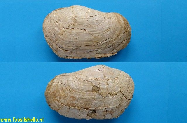 Panopaea faujasi