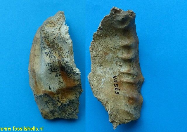 Charonia lampas