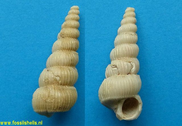 Cirsotrema species