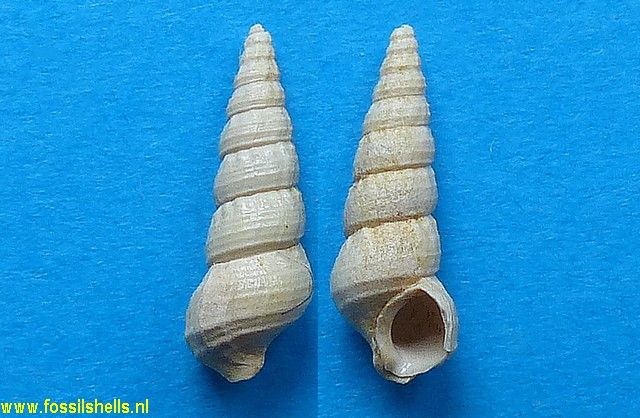 Granulolabium subula