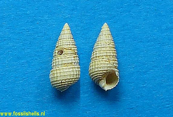 Sandbergeria pissaroi