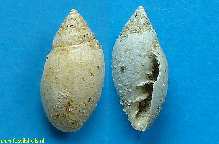 Semiauricula volutella