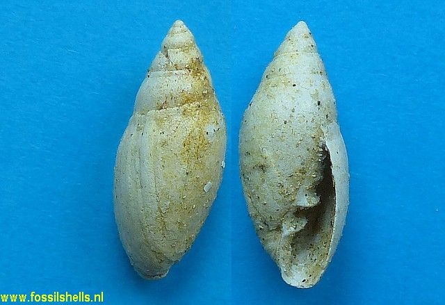Traliopsis lemoinei