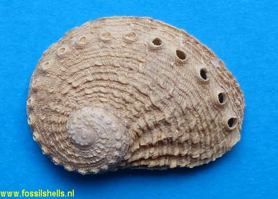 Haliotis unilateralis