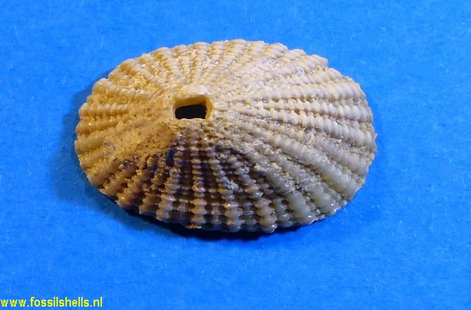 Diodora species 2