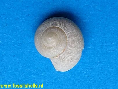 Trochina species