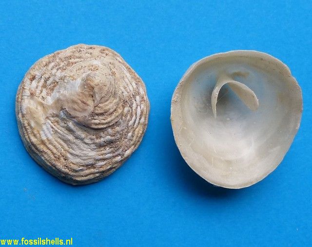 Cheilea cicatricosa