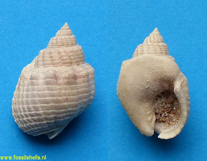 Nassarius obvelatus