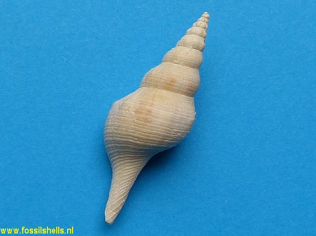 Fusinus species 1
