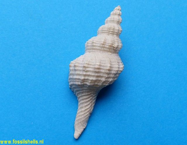 Fusinus species 5