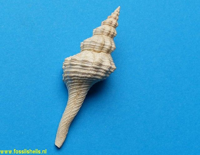 Fusinus species 3