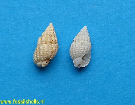 Nassarius species 7
