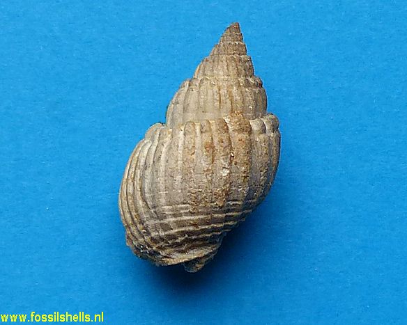 Nassarius species 3