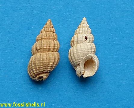 Nassarius species 6