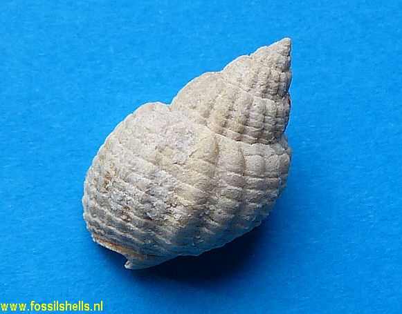 Nassarius species 1