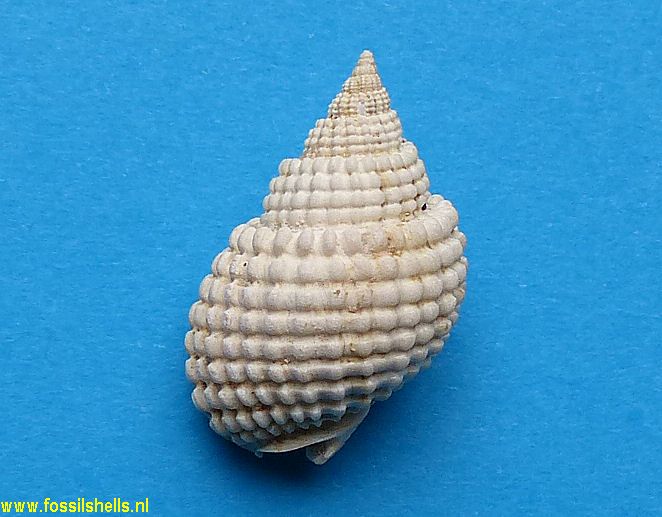 Nassarius species 4