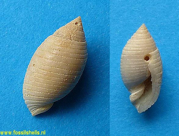 Pupa species 1