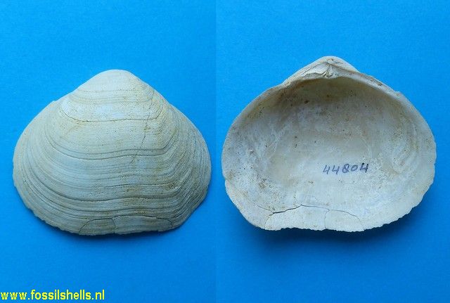 Gastrana lacunosa