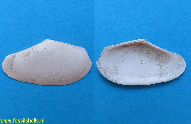 Tellina incarnata