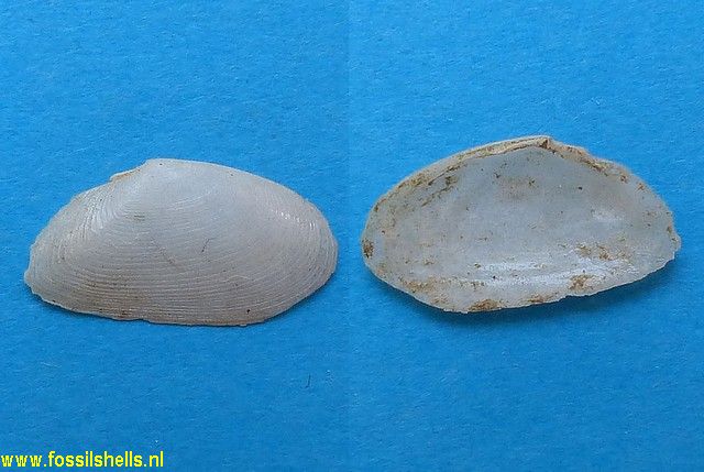 Tellina species