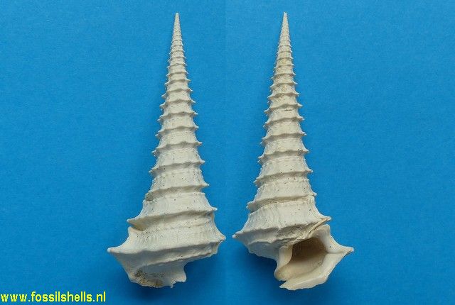 Potamides tricarinatus crispiacensis