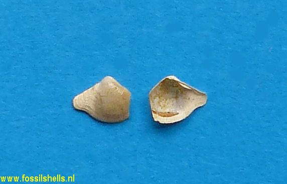 Cuspidaria precuspidata