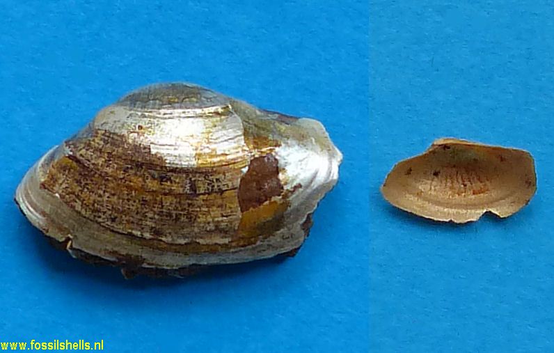 Lyonsia obovata