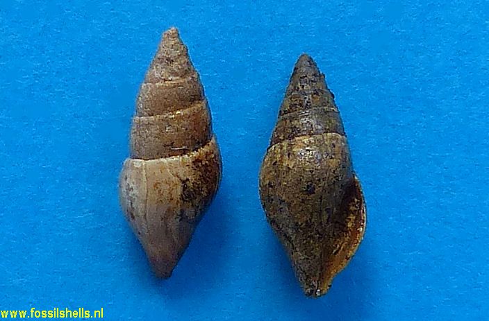 Conomitra semimarginata