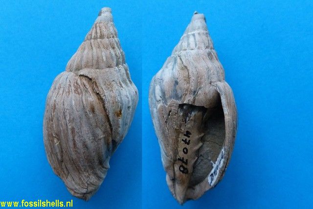 Pachymelon regularis