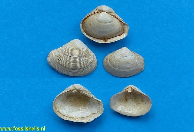Corbula gibba