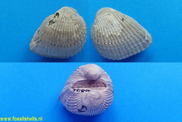 Dallarca elnia