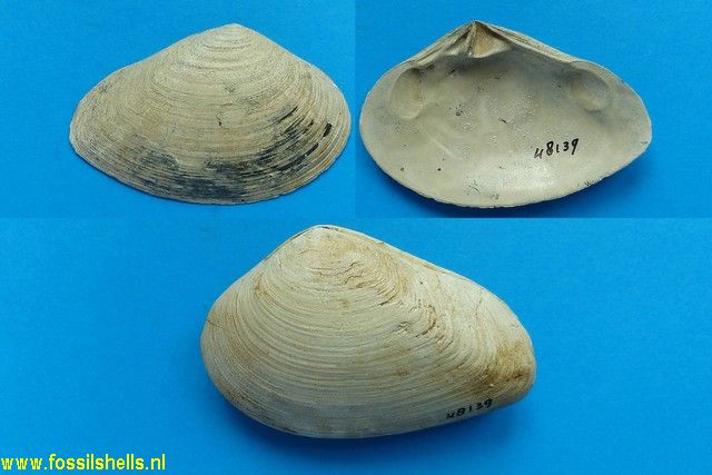 Marvacrassatella marylandica