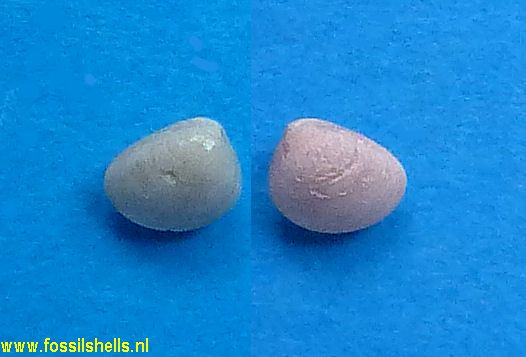 Nucula densata