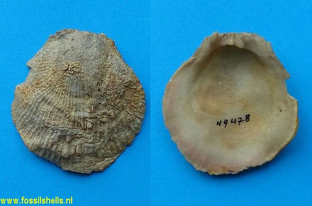 Spondylus asiaticus