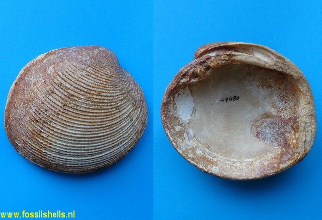 Antigona resticulata