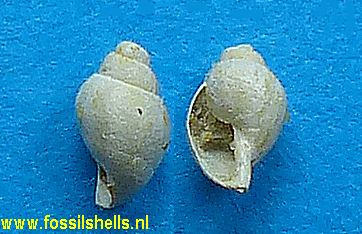 Aplexa primigenia
