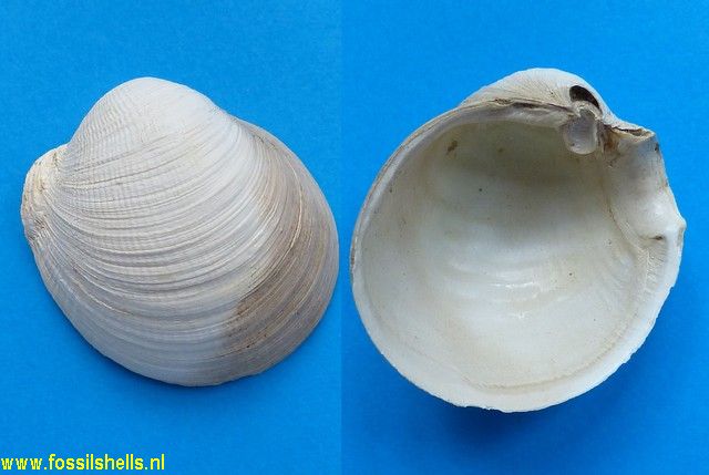 Tugonia anatina