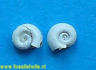 Biomphalaria subovata