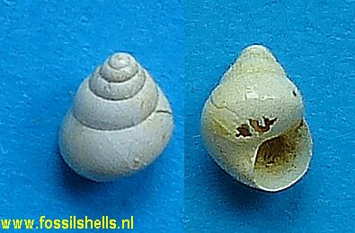 Bulimus guillaumei