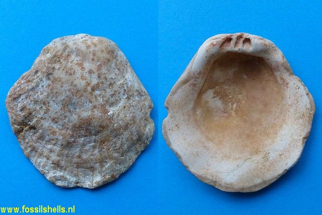 Spondylus species