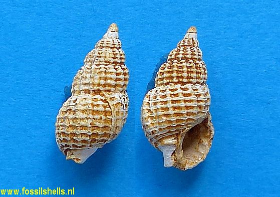 Nassarius granulatus