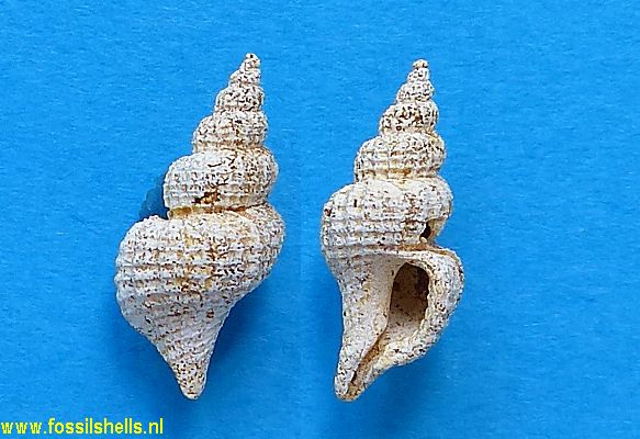 Trophon muricatus