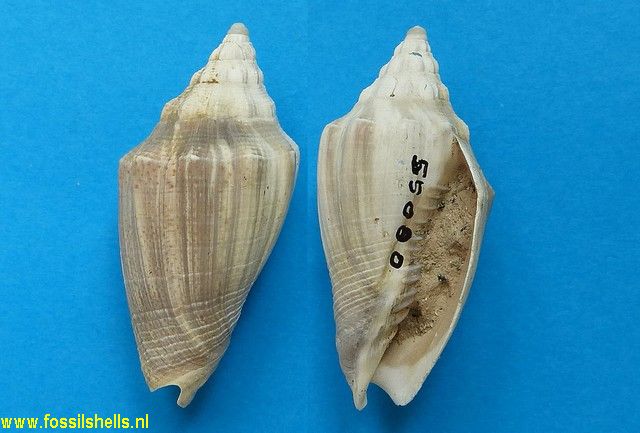 Voluta virescens
