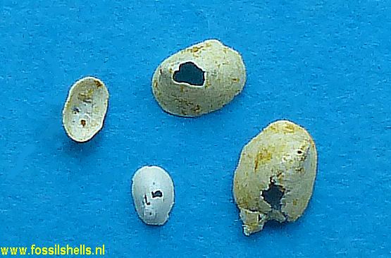 Acroloxus arenarius