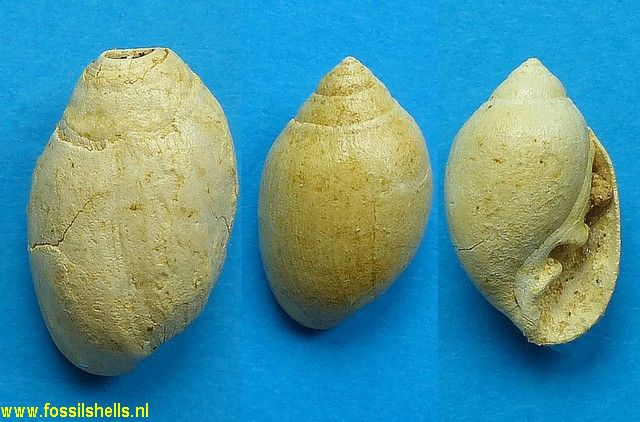 Traliopsis lemoinei